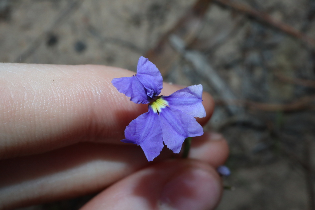 Dampiera angulata (Dampiera angulata)