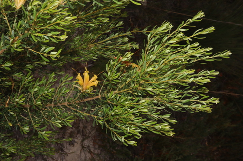 Image of Lambertia inermis by (c) Thomas Mesaglio, some rights reserved (CC BY)