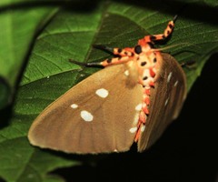 Tinolius eburneigutta