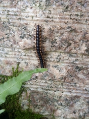 Orthomorphella pekuensis