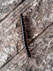 Orthomorphella pekuensis