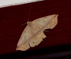 Ugia sundana