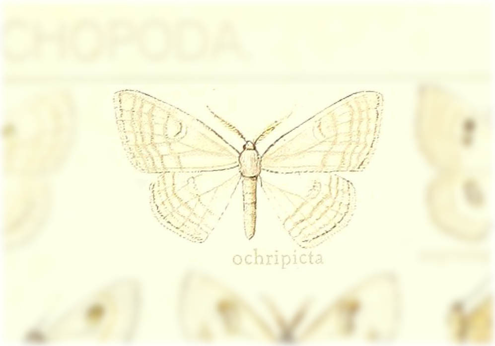 Problepsis ochripicta