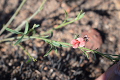 Indigofera leptocarpa
