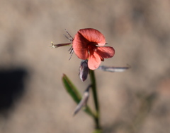 Indigofera leptocarpa