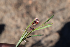 Indigofera leptocarpa