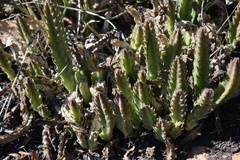 Stapelia