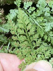 Asplenium montanum image