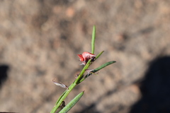 Indigofera leptocarpa