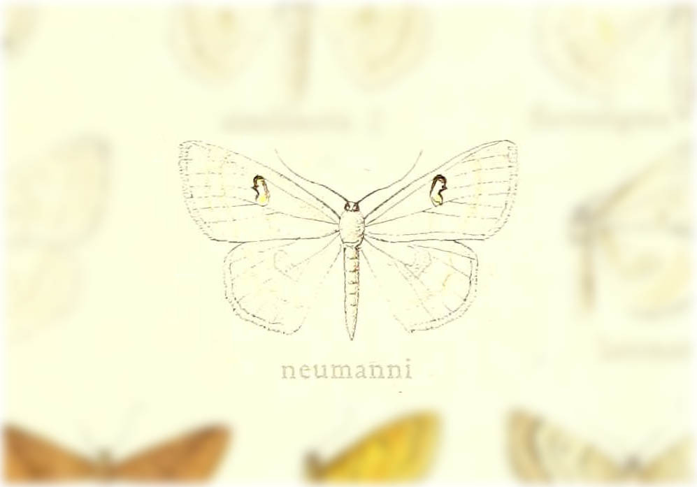 Problepsis neumanni