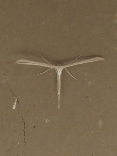Morning-glory Plume Moth photo 6