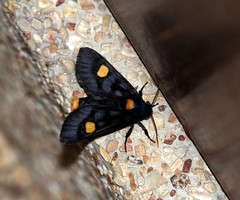 Polytela chrysospila