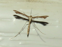 Stenoptilodes taprobanes