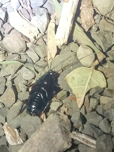 Western Wood Cockroach photo 5