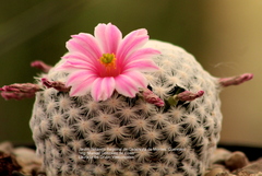 Mammillaria hermosana