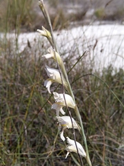 Gladiolus martleyi