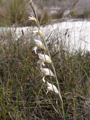 Gladiolus martleyi