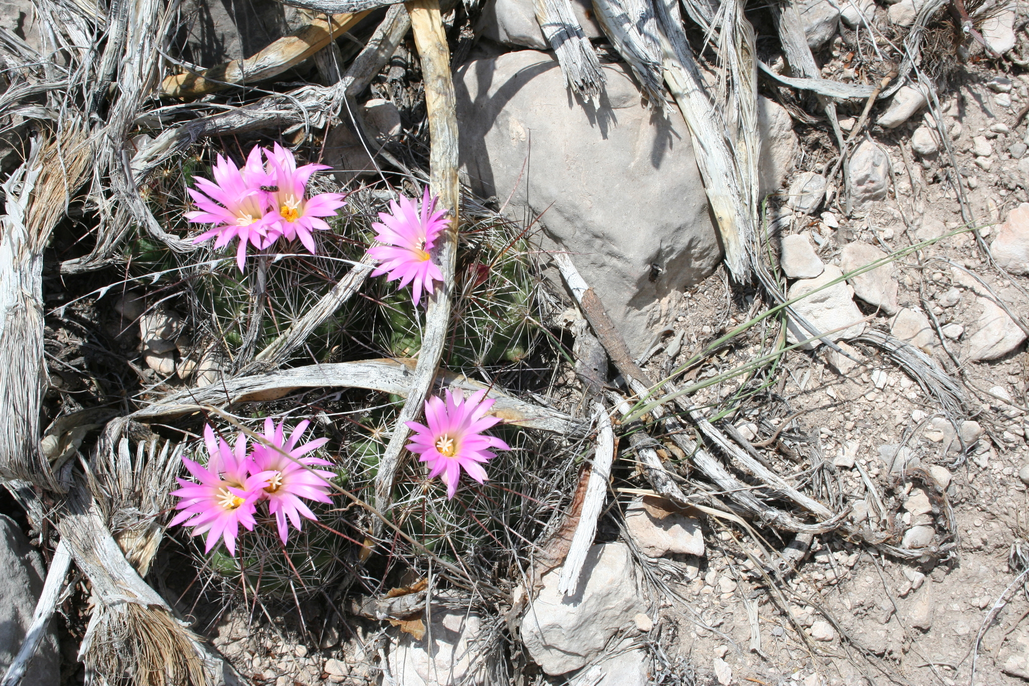 Coryphantha ramillosa ssp. ramillosa