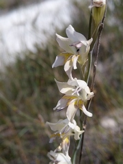 Gladiolus martleyi