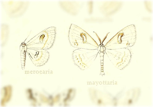Problepsis meroearia