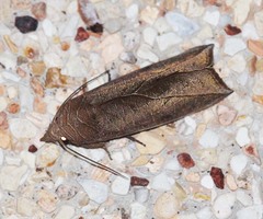 Calyptra orthograpta