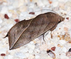 Calyptra orthograpta