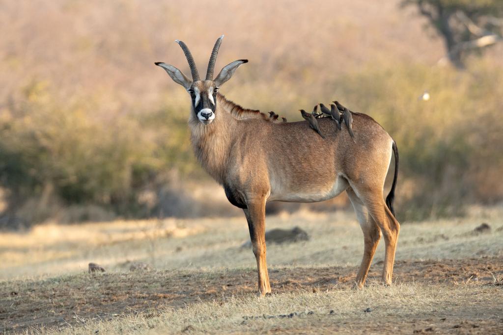 Hippotragus equinus equinus