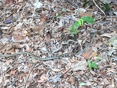Psammophis orientalis
