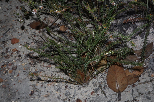Banksia arctotidis (Banksia arctotidis)