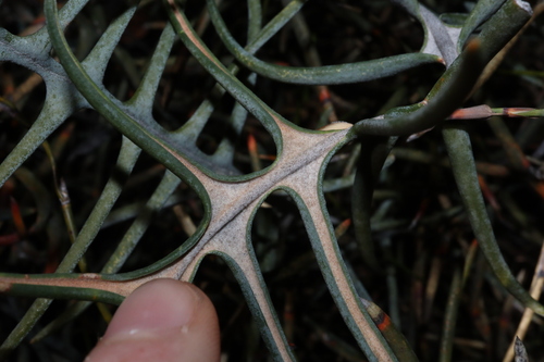 Image of Banksia pteridifolia by (c) Thomas Mesaglio, some rights reserved (CC BY)