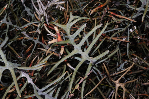 Image of Banksia pteridifolia by (c) Thomas Mesaglio, some rights reserved (CC BY)