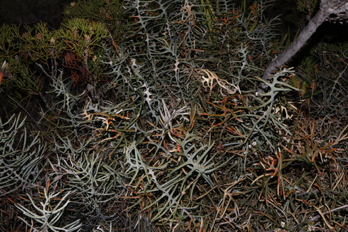 Image of Banksia pteridifolia by (c) Thomas Mesaglio, some rights reserved (CC BY)