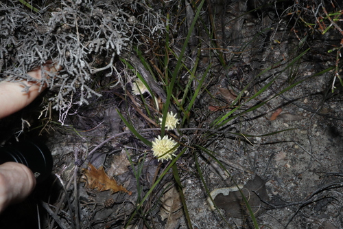 Conostylis petrophiloides (Conostylis petrophiloides)