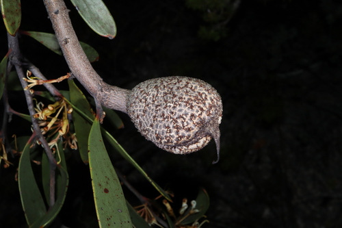 Image of Hakea pandanicarpa by (c) Thomas Mesaglio, some rights reserved (CC BY)