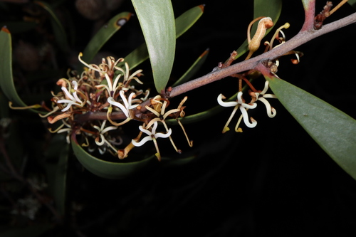 Image of Hakea pandanicarpa by (c) Thomas Mesaglio, some rights reserved (CC BY)