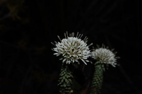 Image of Darwinia vestita by (c) Thomas Mesaglio, some rights reserved (CC BY)