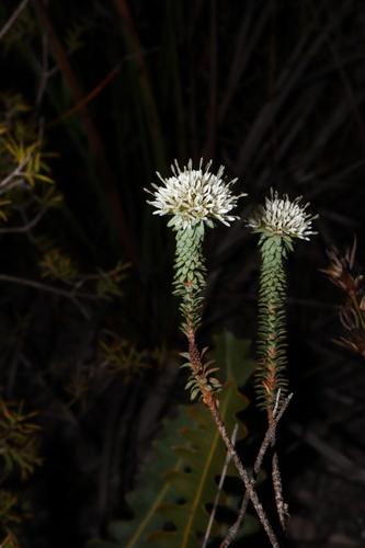 Image of Darwinia vestita by (c) Thomas Mesaglio, some rights reserved (CC BY)