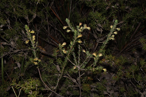 Image of Gompholobium scabrum by (c) Thomas Mesaglio, some rights reserved (CC BY)