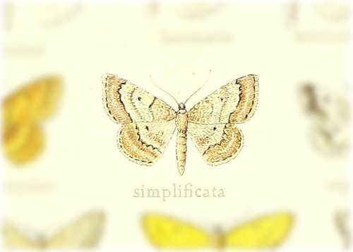 Scopula simplificata