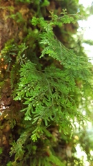 Hymenophyllum demissum