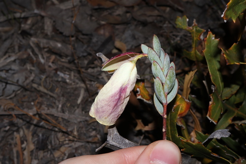 Image of Pimelea physodes by (c) Thomas Mesaglio, some rights reserved (CC BY)