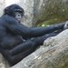 Bonobo - Photo (c) Ltshears, algunos derechos reservados (CC BY)