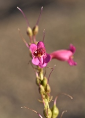 Penstemon bicolor roseus
