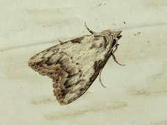 Nola pleurochorda