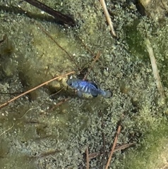 Cyprinodon nevadensis mionectes