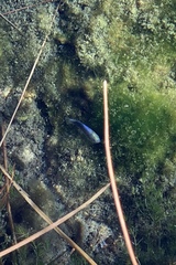 Cyprinodon nevadensis mionectes