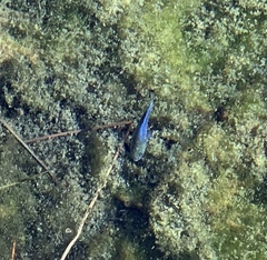 Cyprinodon nevadensis mionectes