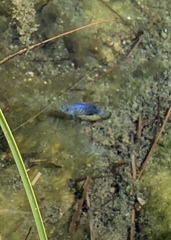 Cyprinodon nevadensis mionectes