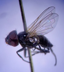 Phasia campbelli