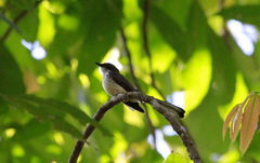 Rhipidura rufiventris